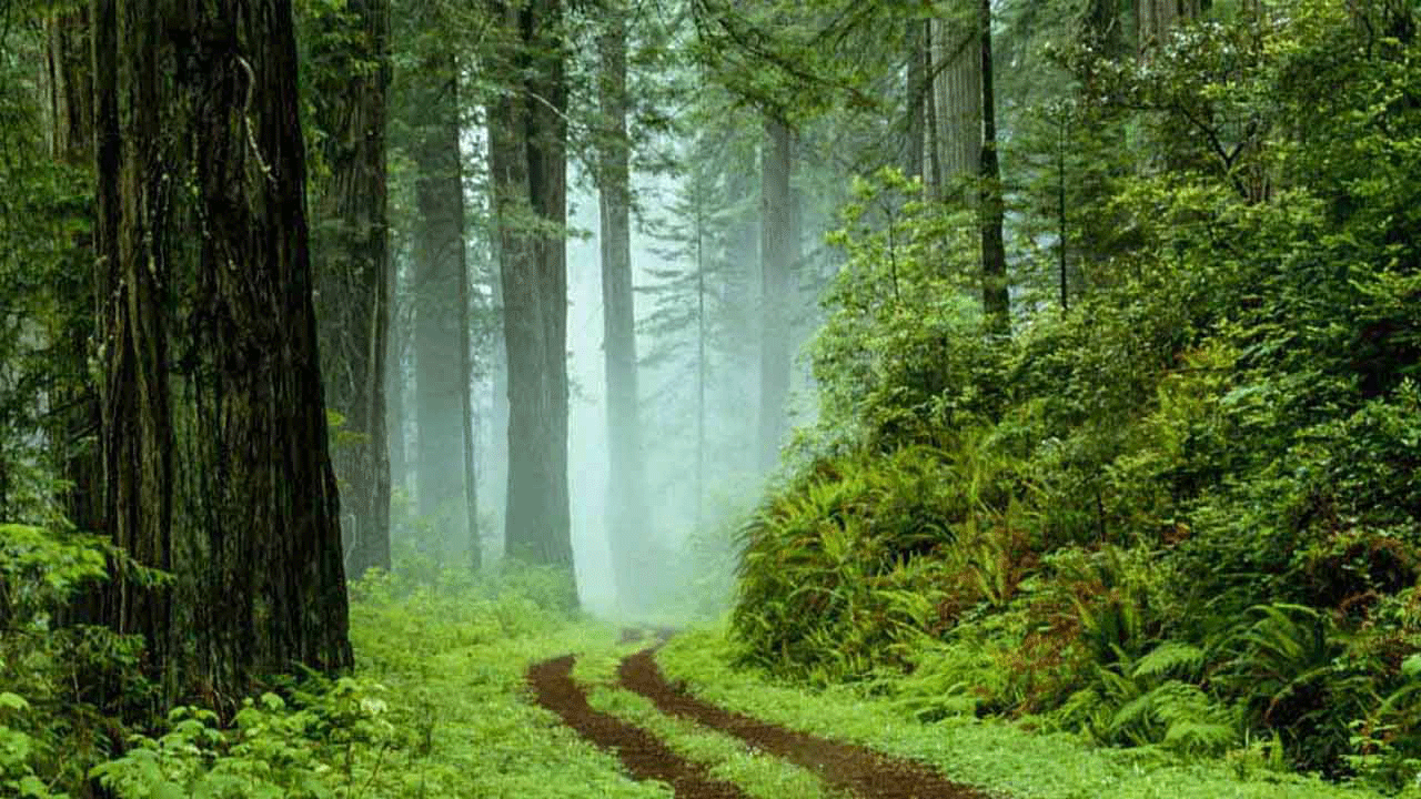 تنگه دار نوشهر